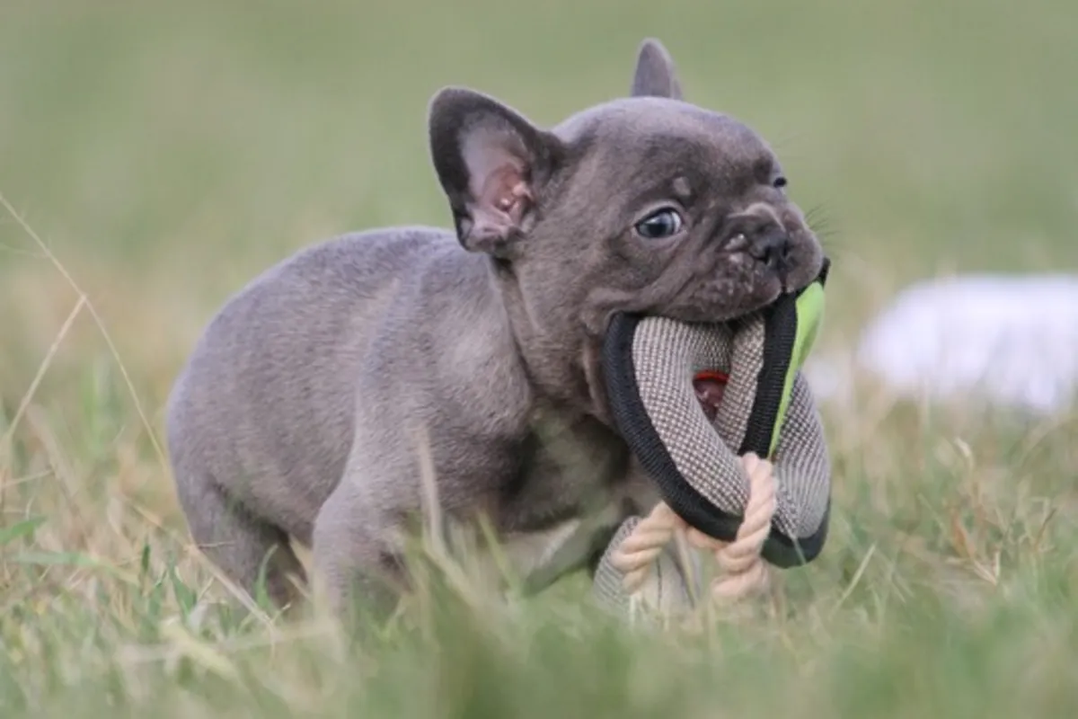 Bouledogues français