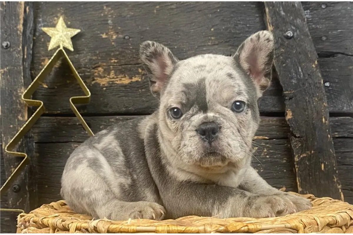 法国斗牛犬幼犬