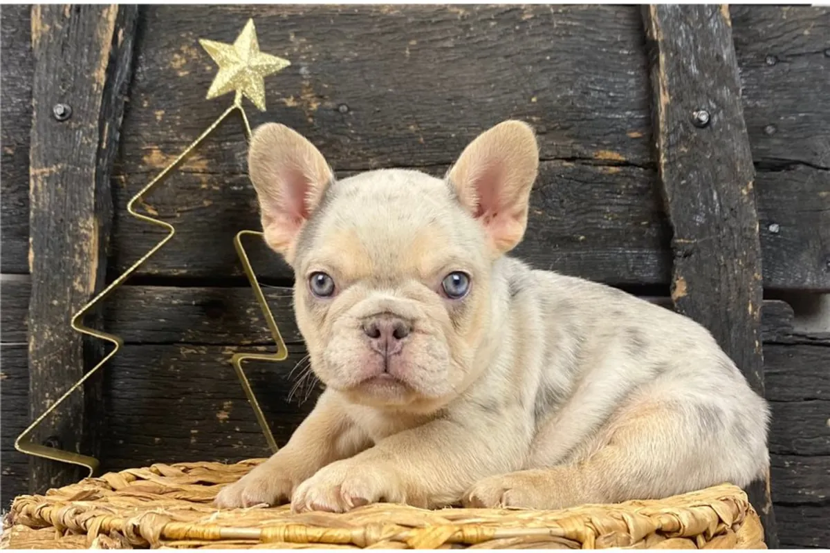 法国斗牛犬幼犬