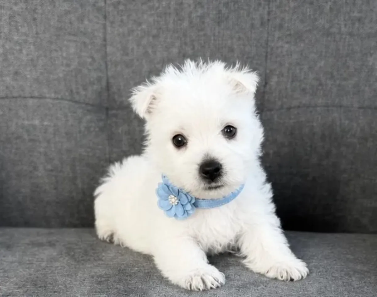 Chiot West Highland White terrier
