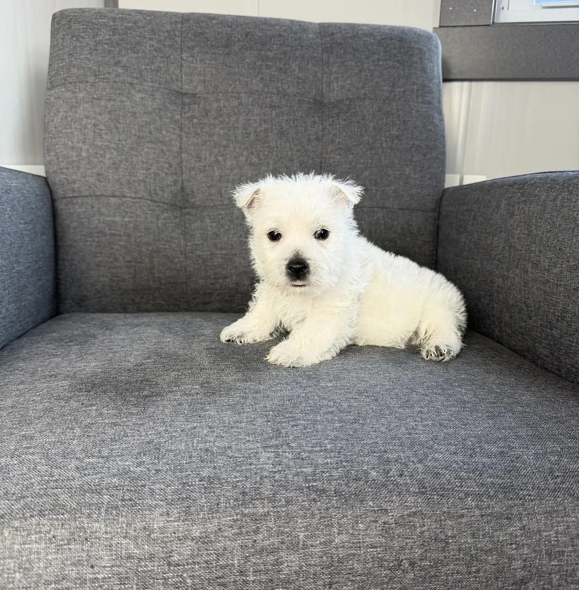 Chiot West Highland White terrier