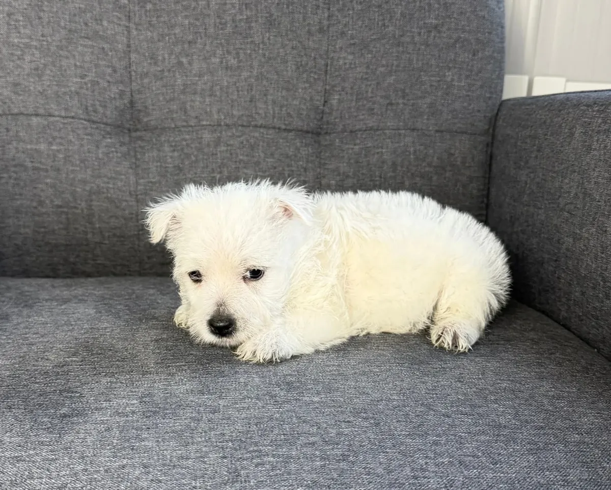 Chiot West Highland White terrier