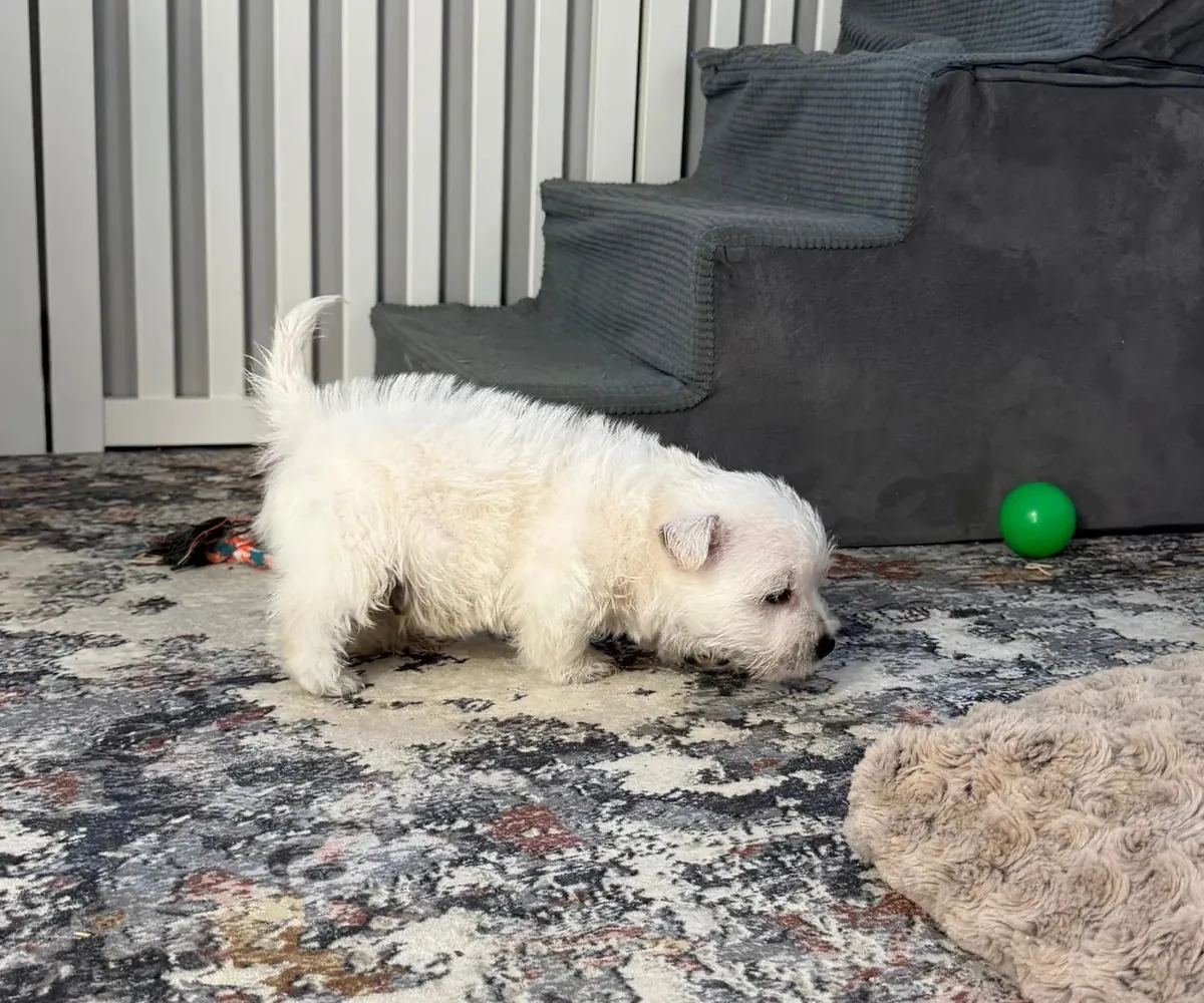 Chiot West Highland White terrier