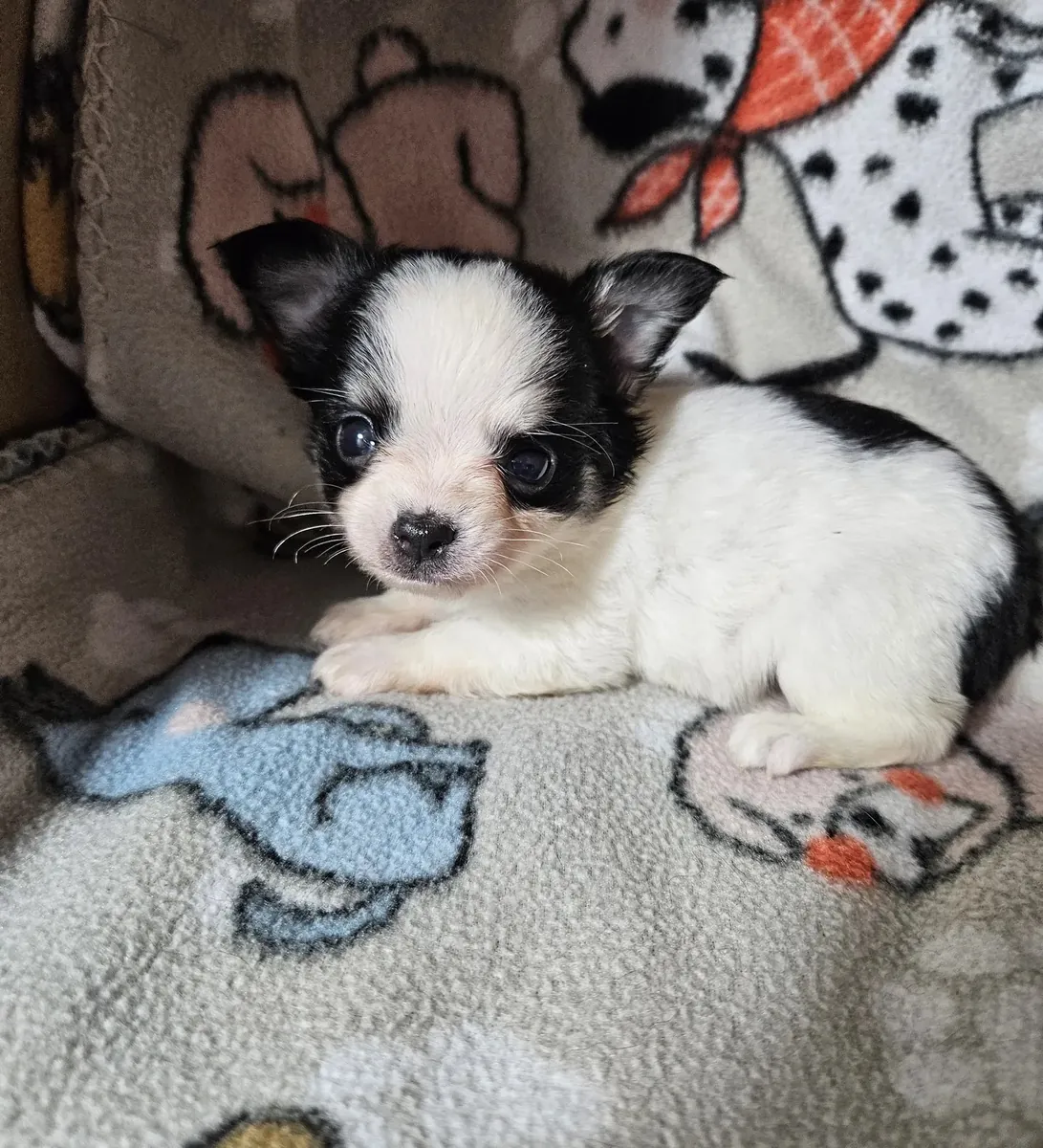 Taza de té Chihuahua de pelo largo.