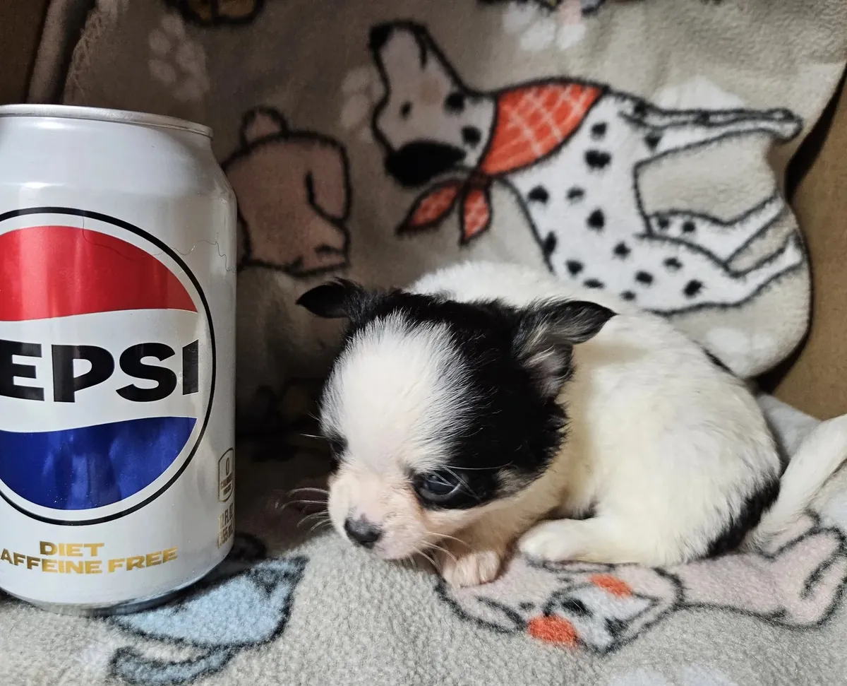 Taza de té Chihuahua de pelo largo.