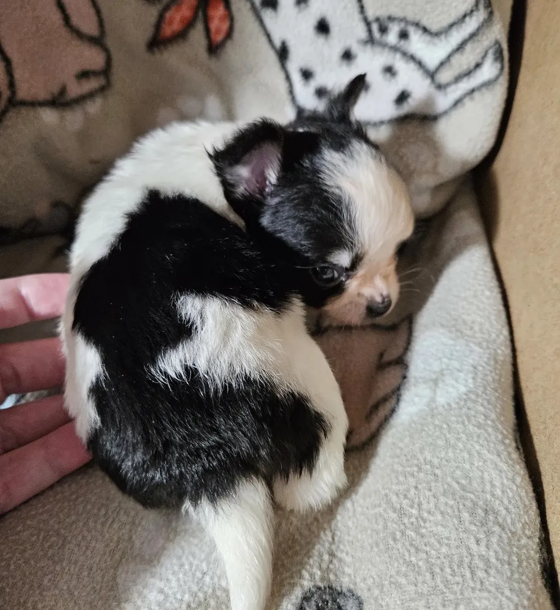 Taza de té Chihuahua de pelo largo.
