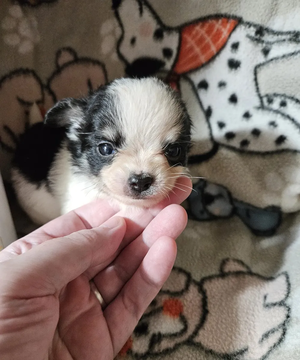 Taza de té Chihuahua de pelo largo.