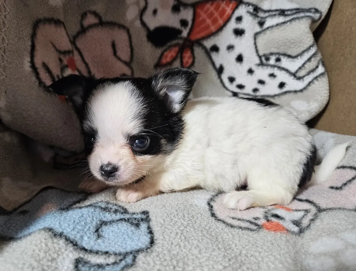 Taza de té Chihuahua de pelo largo.