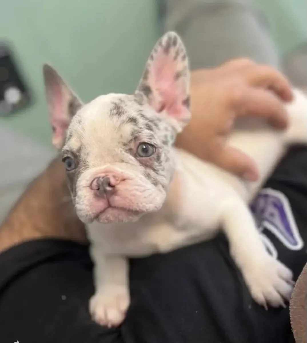 Hermosa princesa Merle lila blanca (Bulldog francés)