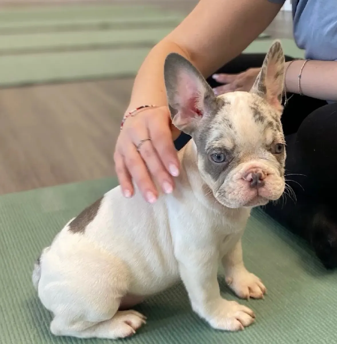 Hermosa princesa Merle lila blanca (Bulldog francés)