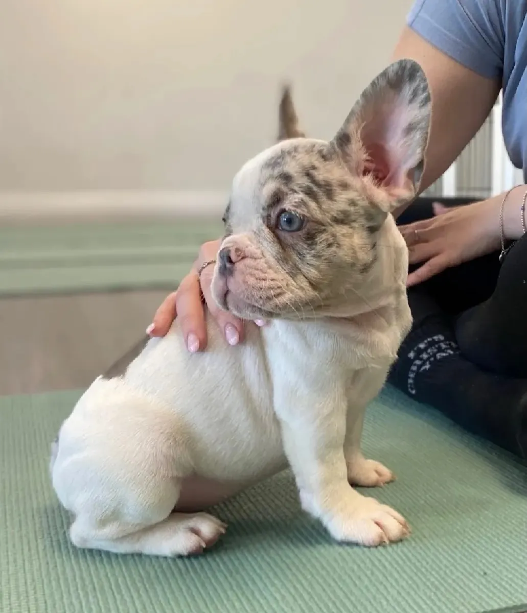 Hermosa princesa Merle lila blanca (Bulldog francés)