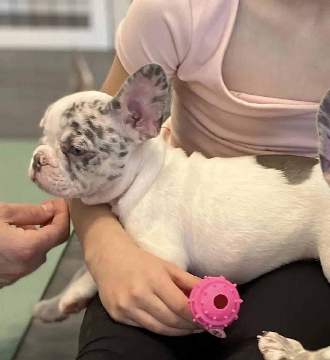Hermosa princesa Merle lila blanca (Bulldog francés)