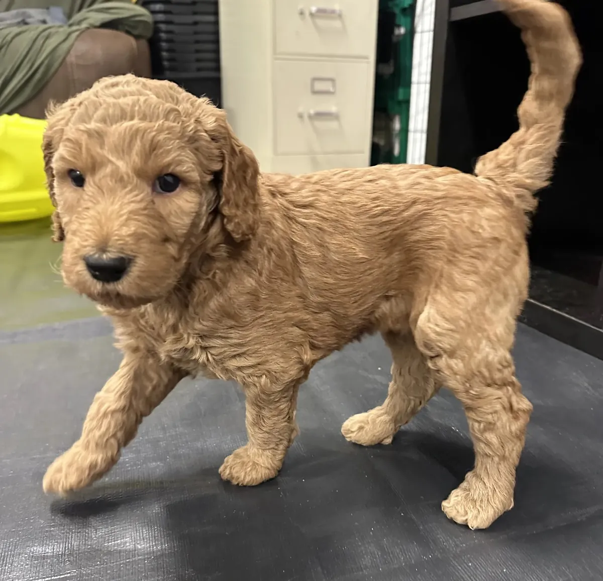 F1B Goldendoodle cachorro