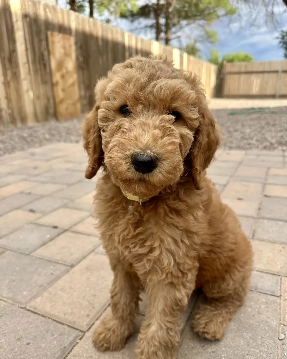F1B Goldendoodle cachorro