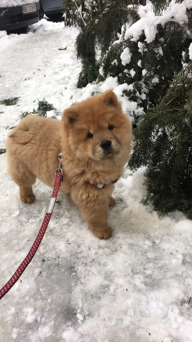 松狮犬免费领养｜性格稳重