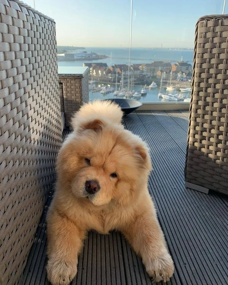 松狮犬免费领养｜性格稳重