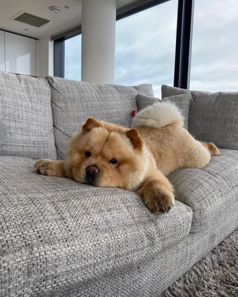 松狮犬免费领养｜性格稳重