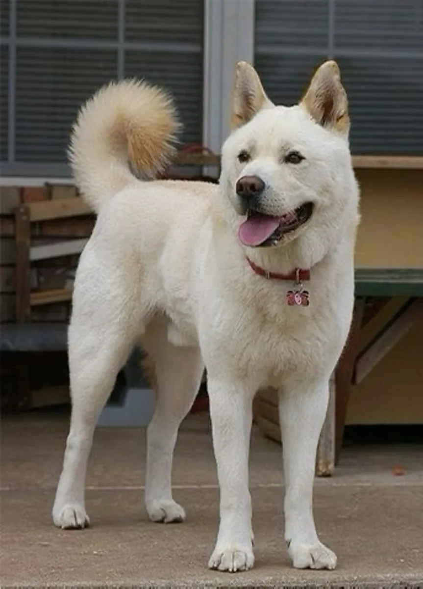 珍岛犬领养｜忠诚聪明