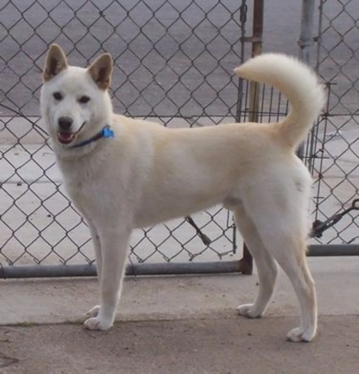 珍岛犬领养｜忠诚聪明