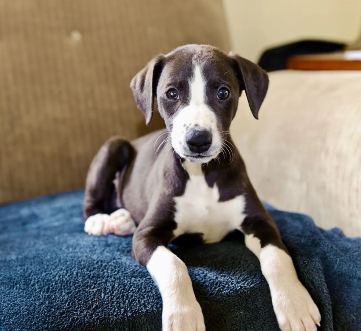 意大利灵缇领养｜小型优雅犬