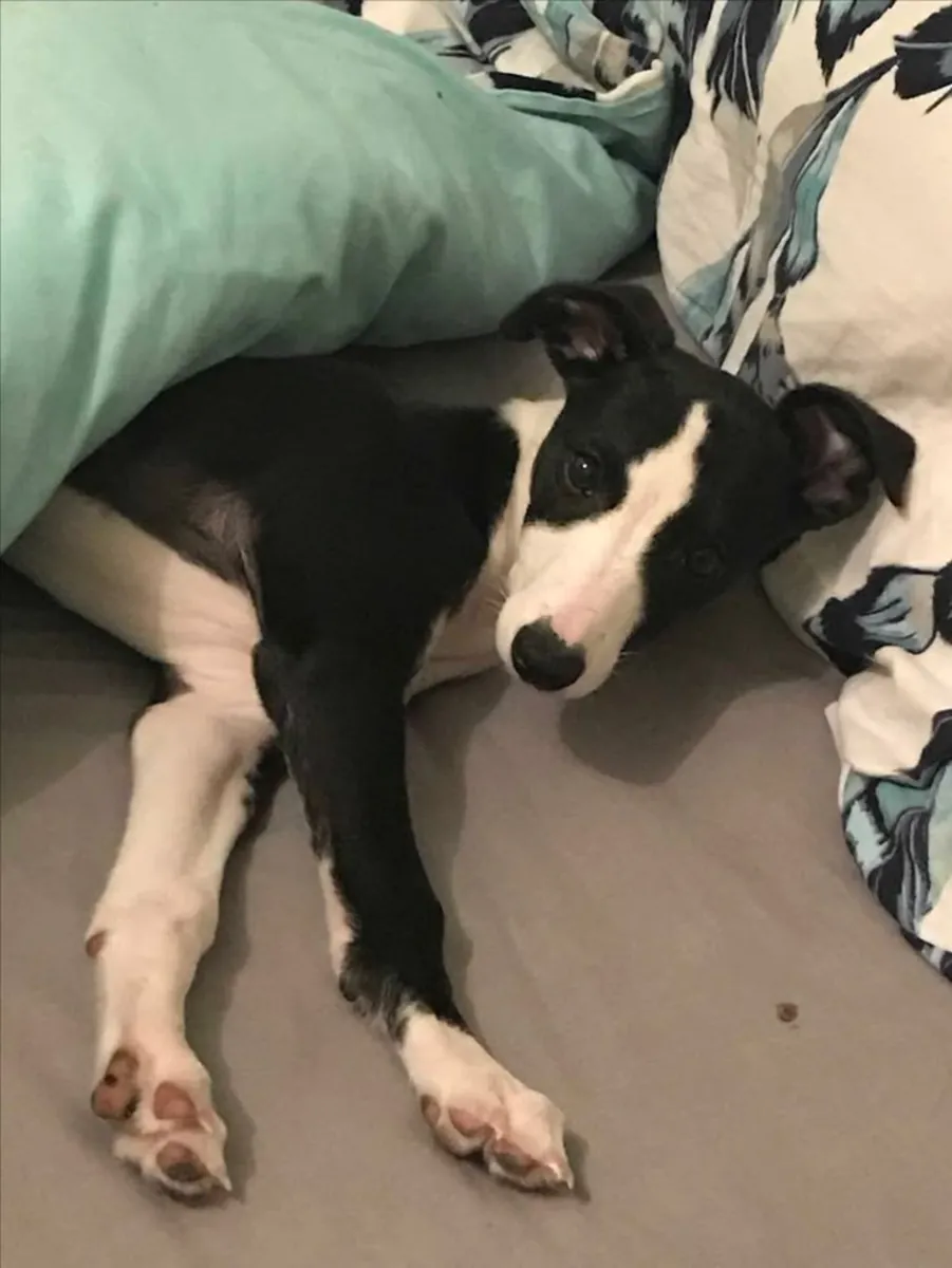 意大利灵缇领养｜小型优雅犬