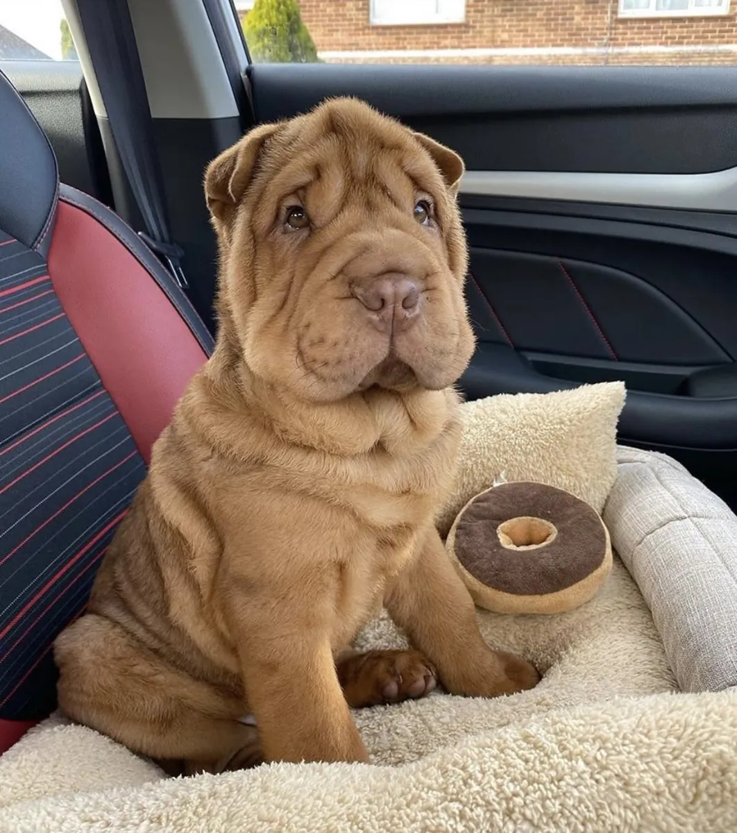 沙皮犬领养｜性格稳定