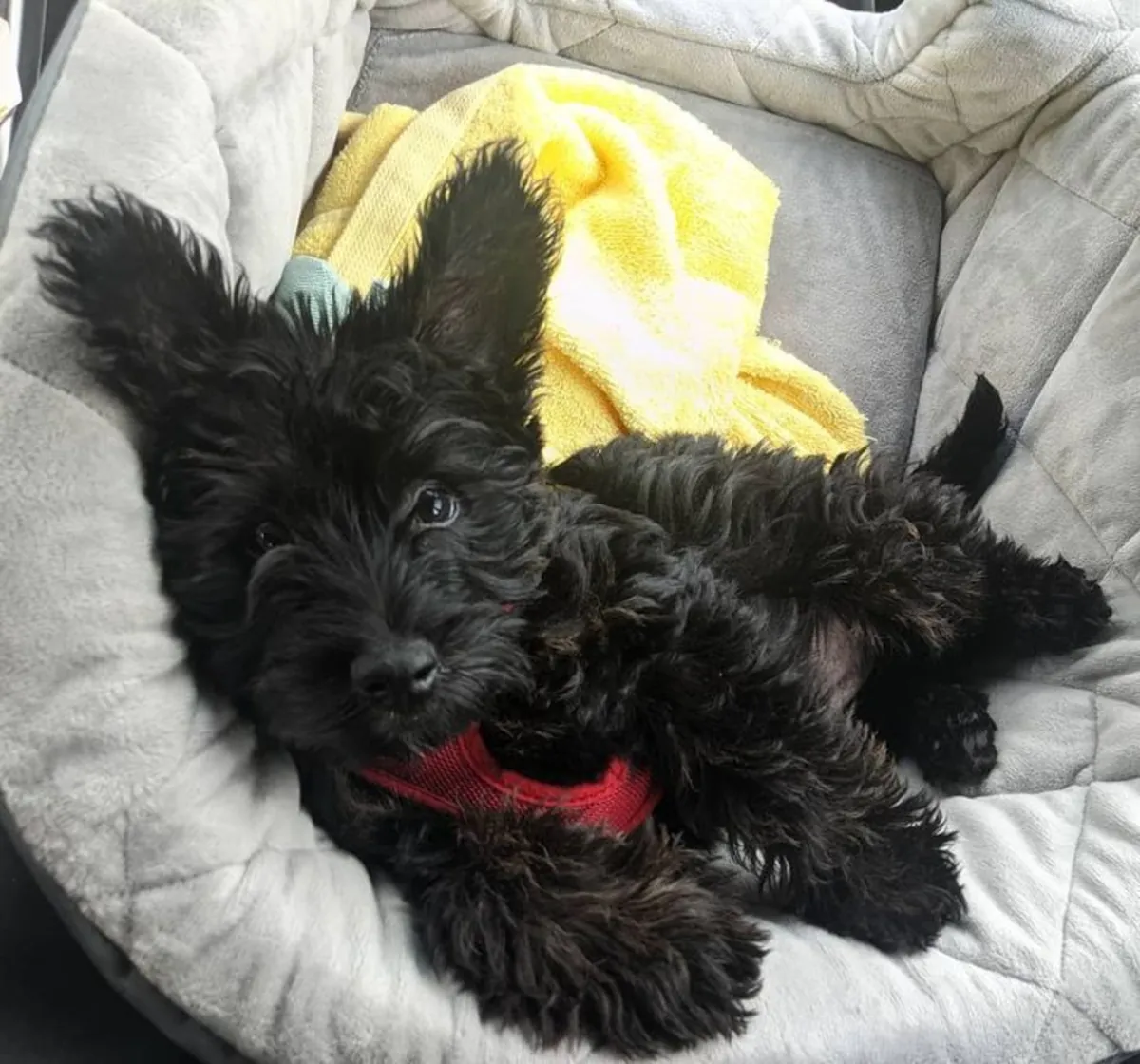 苏格兰梗领养｜勇敢独立