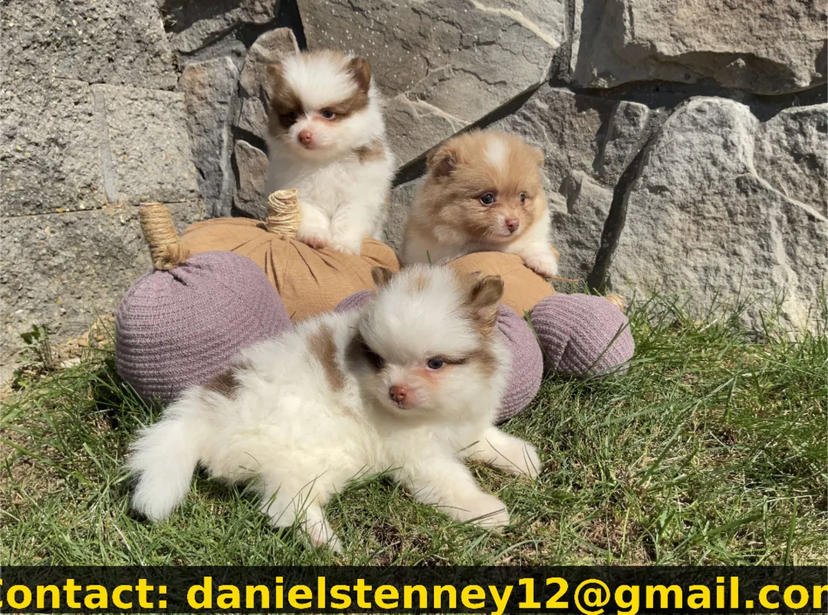 博美犬幼犬