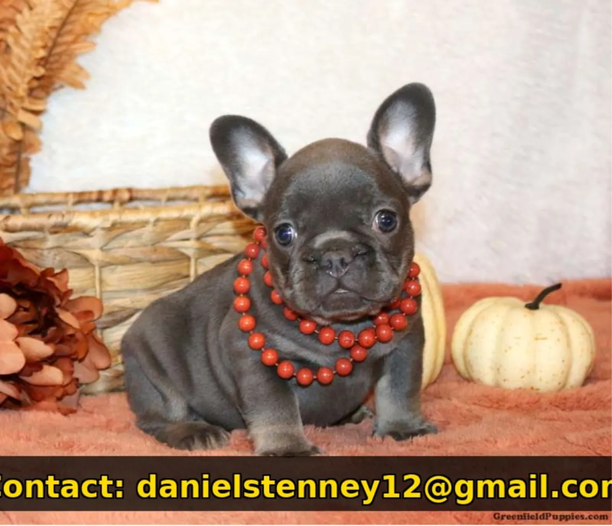 adorable French Bulldog puppy