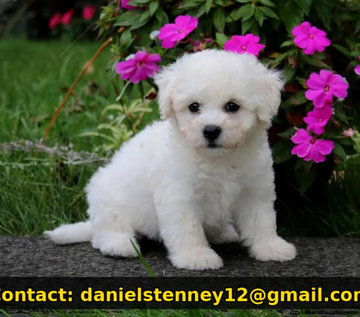 Beau chiot Bichon Frise