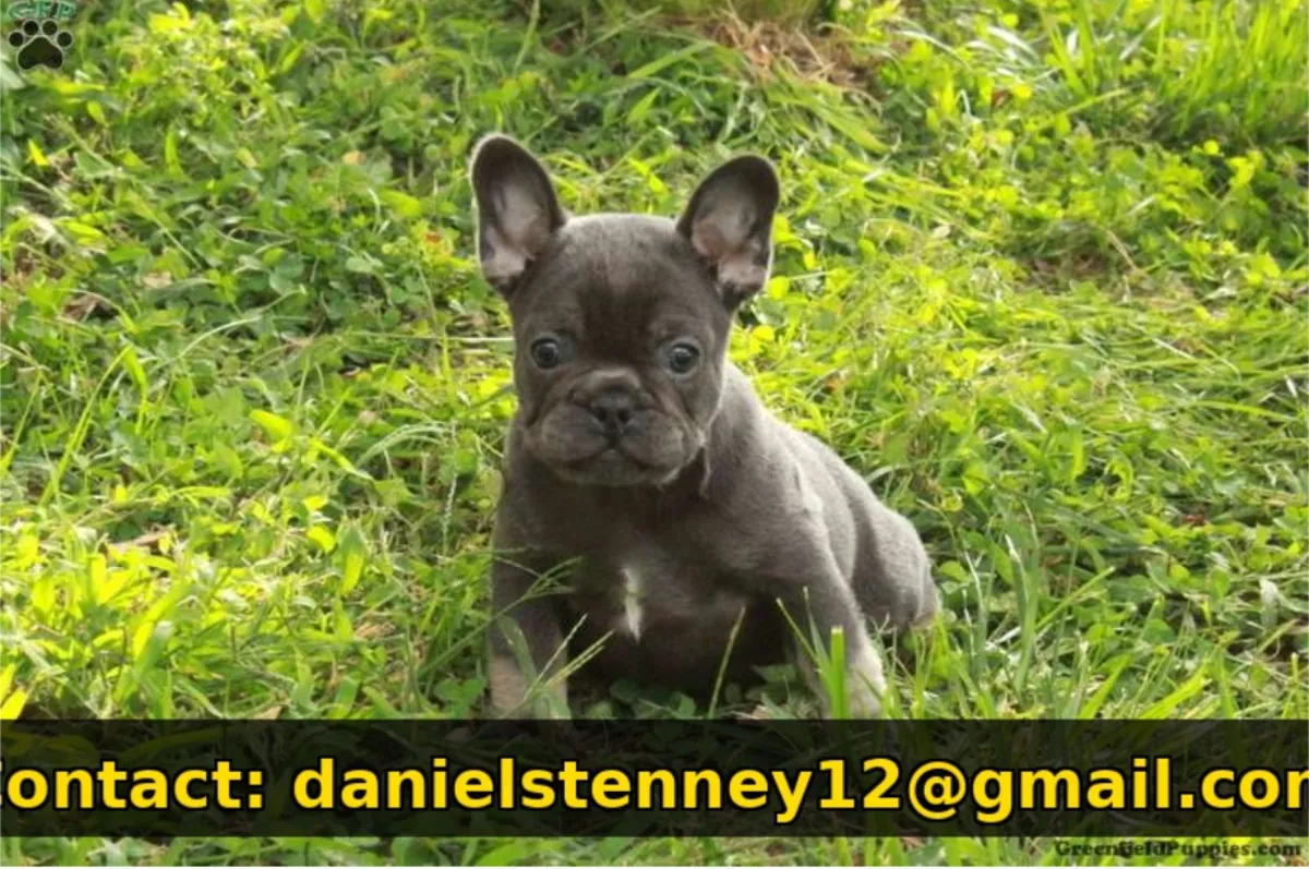 友好的法国斗牛犬幼犬