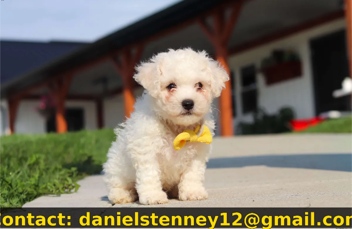 sevimli Bichon Frise yavrusu