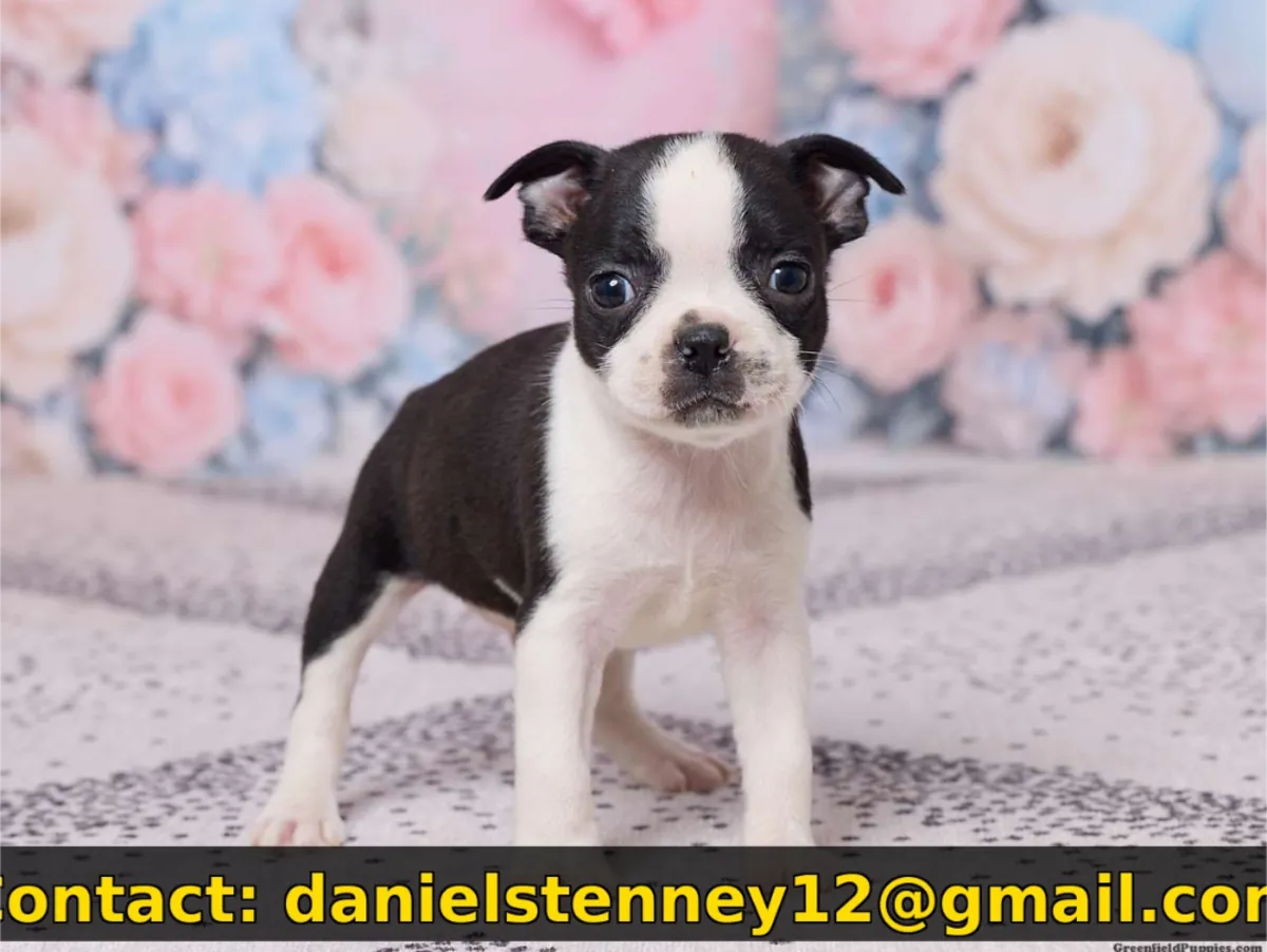 Adorable chiot Boston Terrier