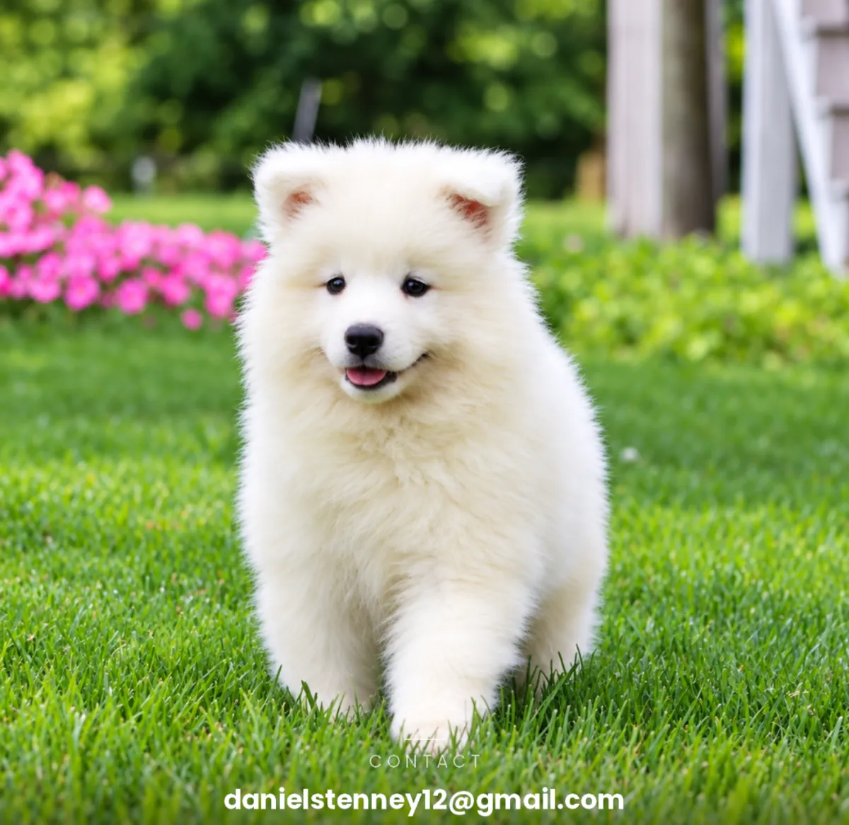 güzel Samoyed yavrusu