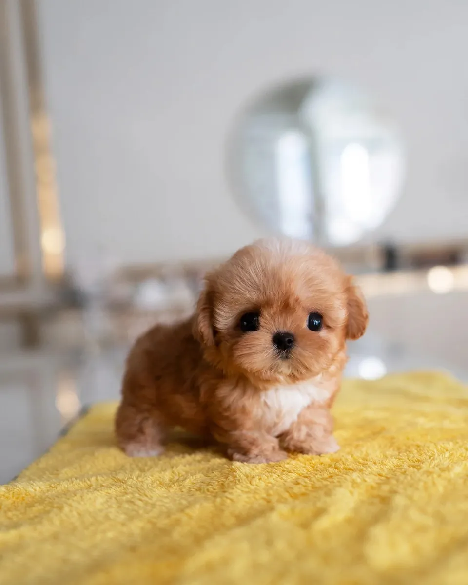Sevimli Maltipoo yavrusu yeni bir yuva arıyor