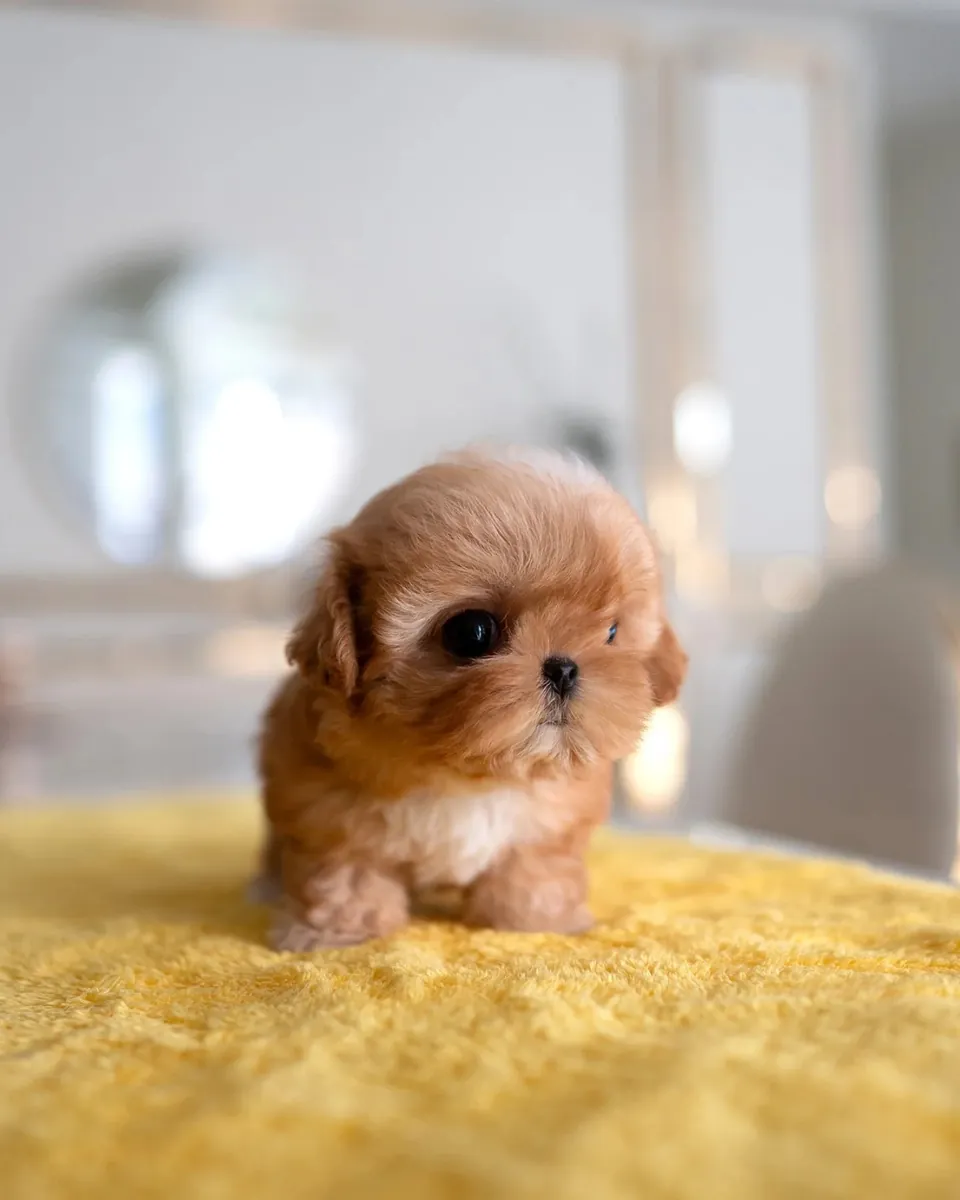 Sevimli Maltipoo yavrusu yeni bir yuva arıyor