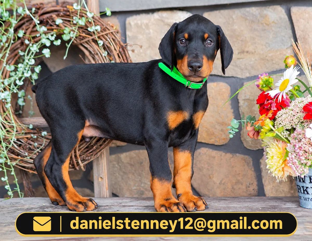 Doberman Pinscher Puppies