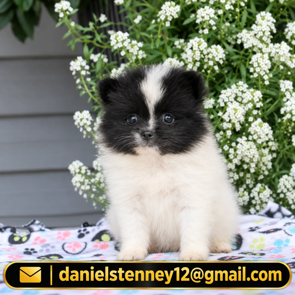 Pomeranian puppy