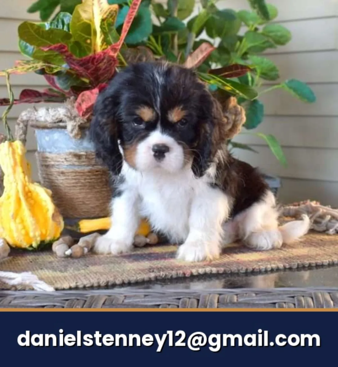 Cavalier King Charles Spaniel puppy