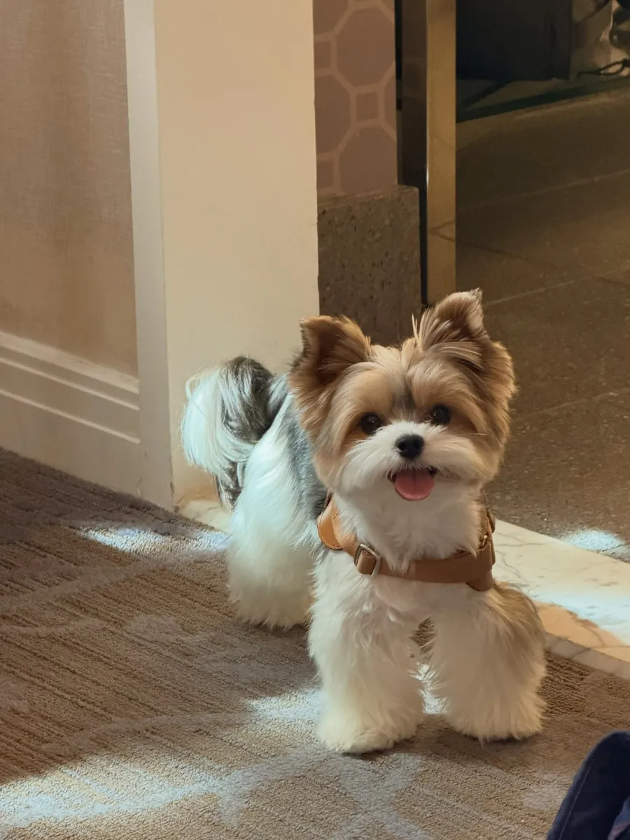 Yorkshire Terrier 