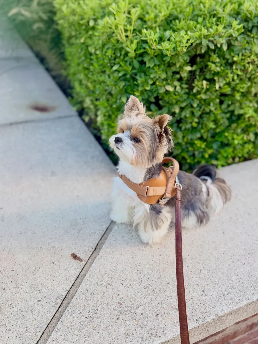 Yorkshire Terrier ready for adoption 