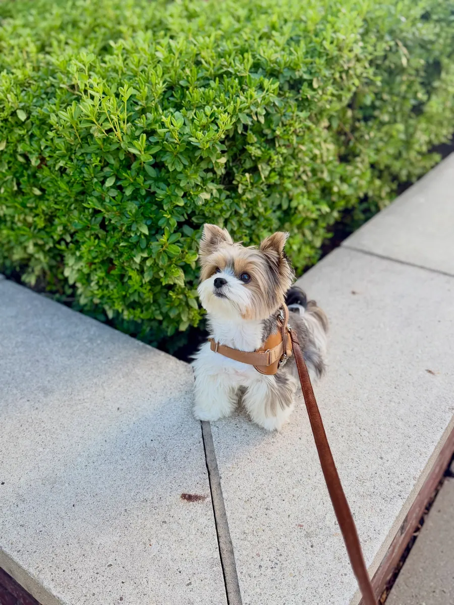 Yorkshire Terrier ready for adoption 