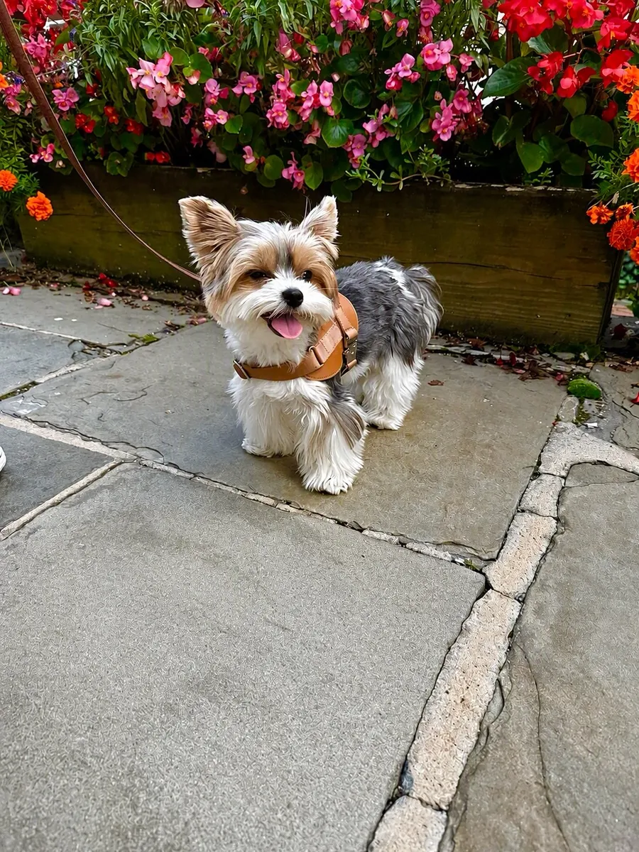 Yorkshire Terrier waiting for a loving family 