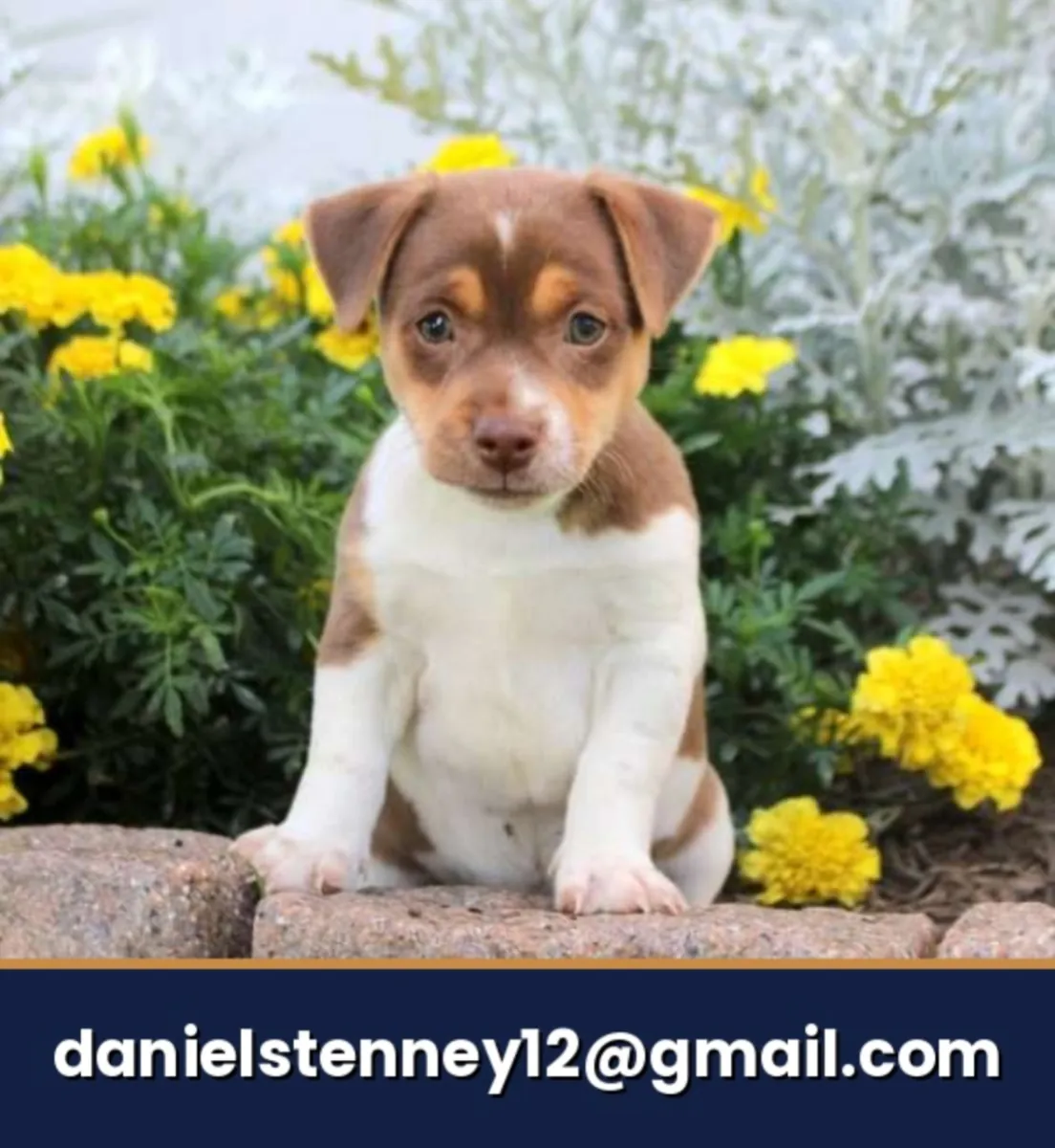 Jack Russell Terrier puppy