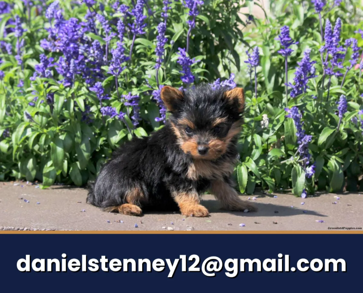 charming Yorkie puppy