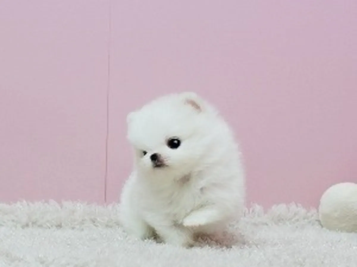 可爱的博美犬幼崽准备好去新家