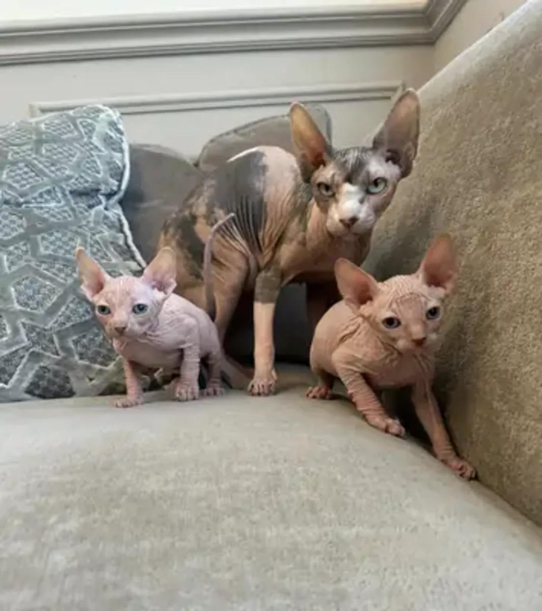 斯芬克斯小猫：我们只寻找好家庭