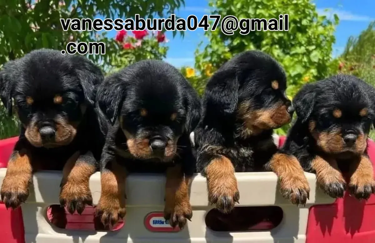 可爱的罗威纳犬小狗（请通过电子邮件与我联系以获取照片）