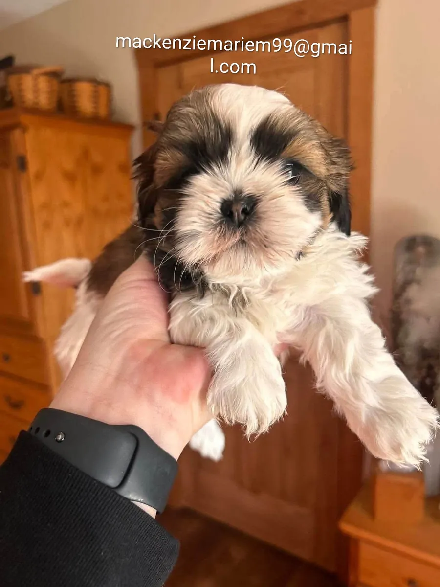 迷人的西施犬幼犬，更多详情请发邮件给我