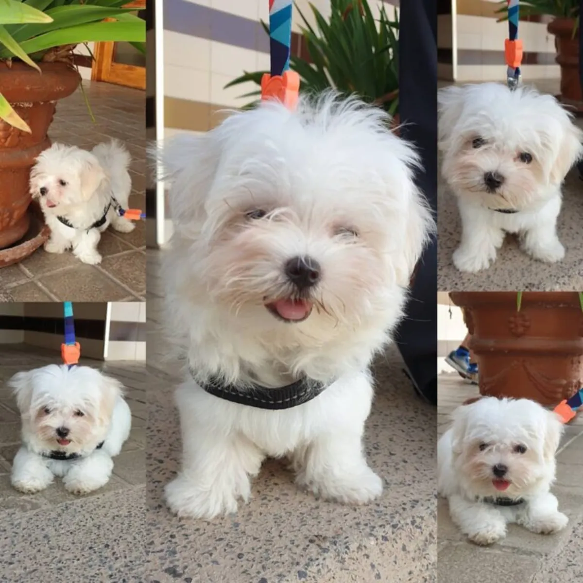 🐾露娜 – 8周大的母马尔济斯犬